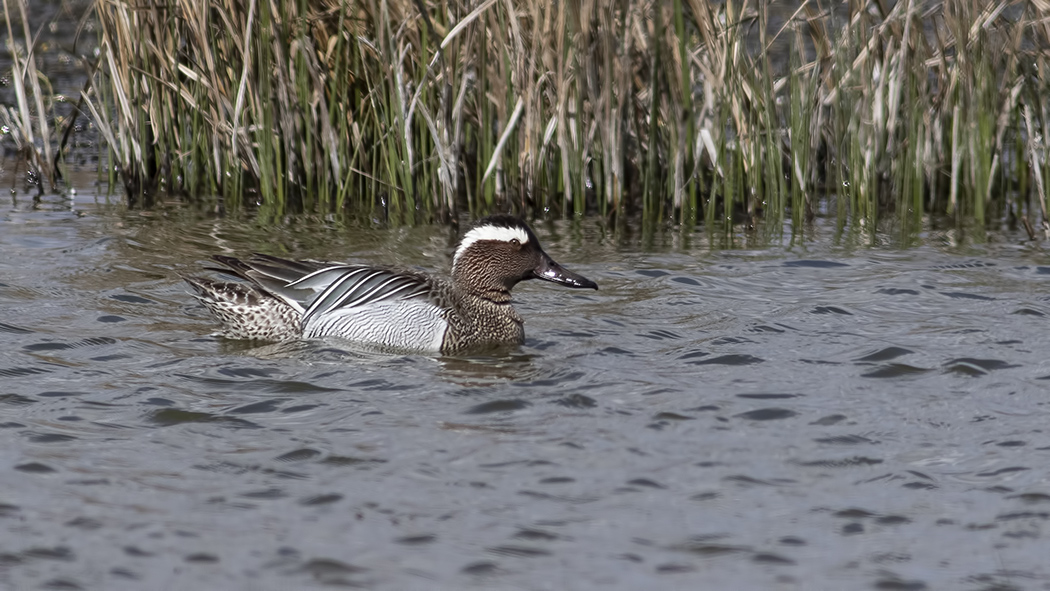 Garganey