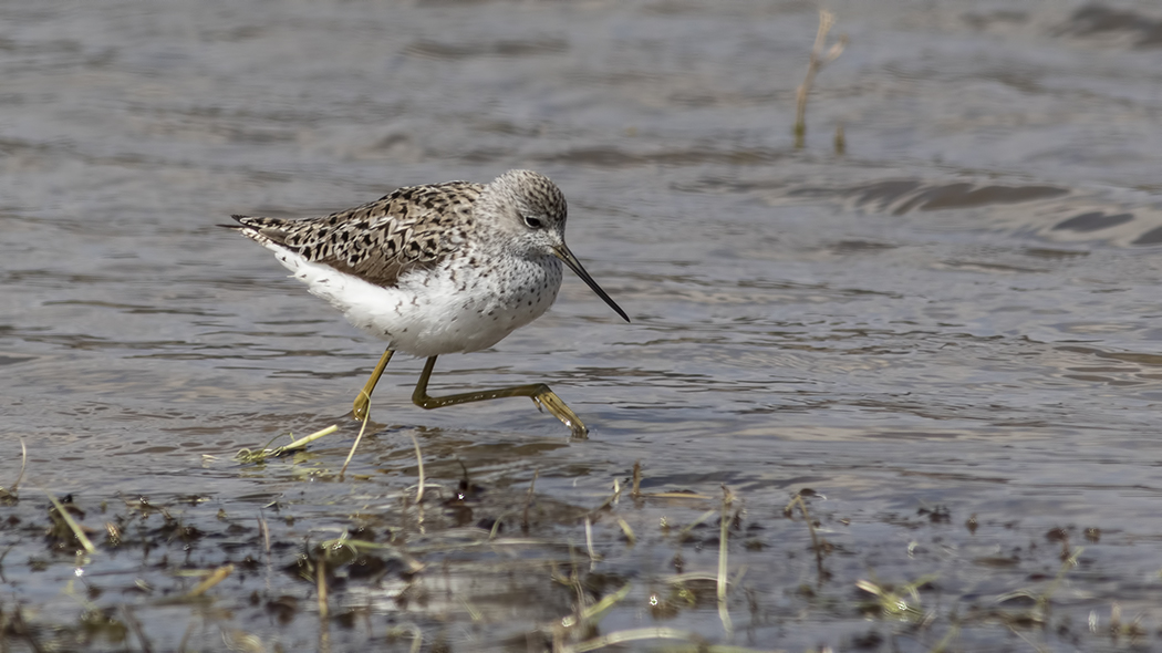Marsh Sandpiper
