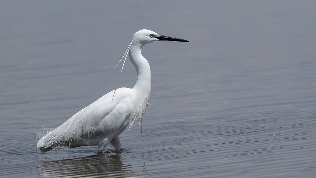 Little Egret