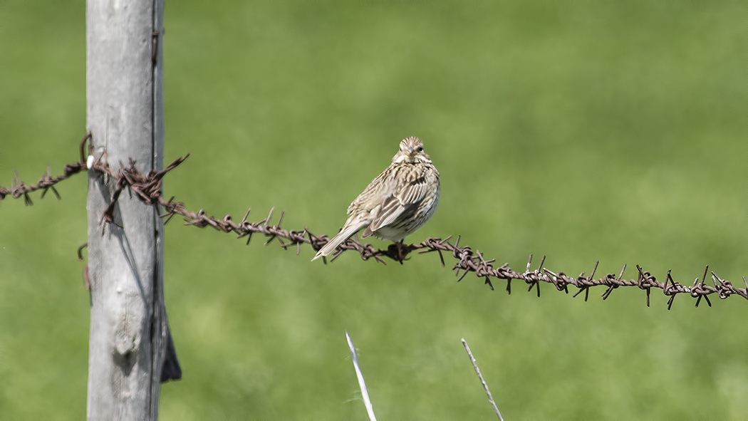 Corn Bunting