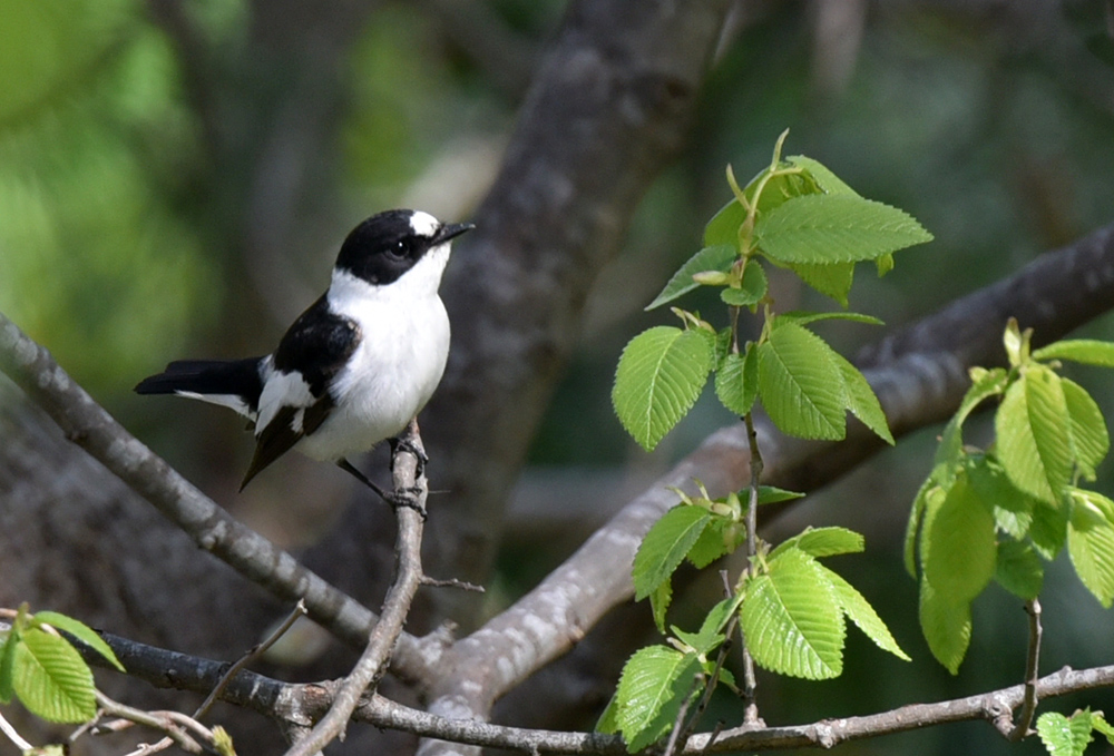 Collared Flycatcher