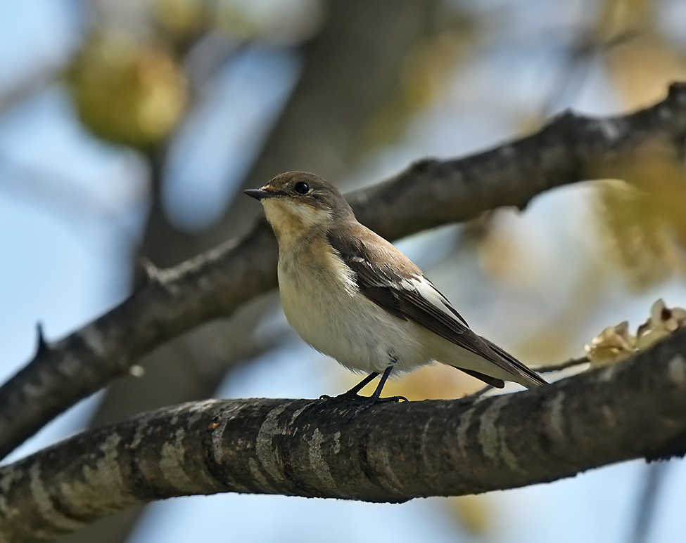 European Pied Flycatcher