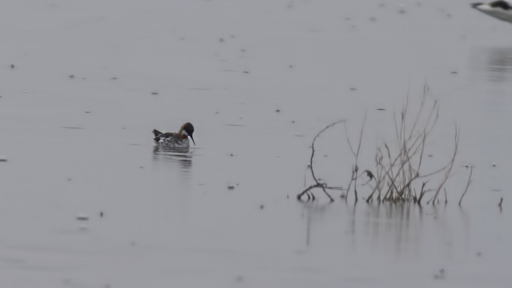 Red-necked Phalarope