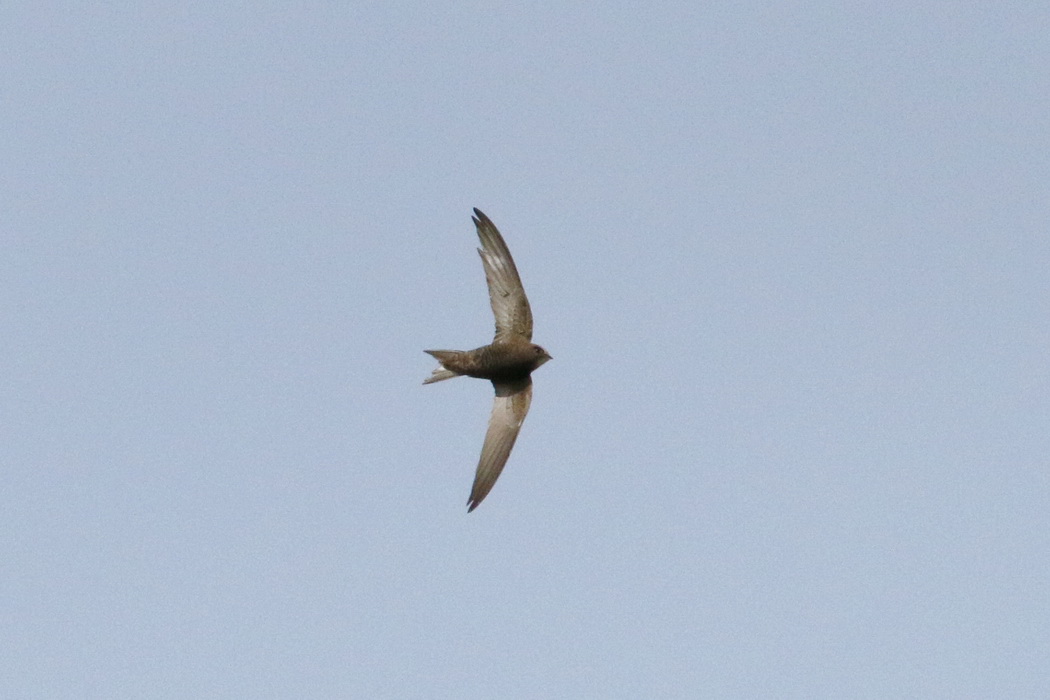 Common Swift