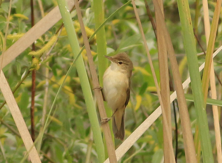 Common Reed Warbler