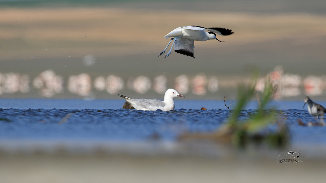 Pied Avocet