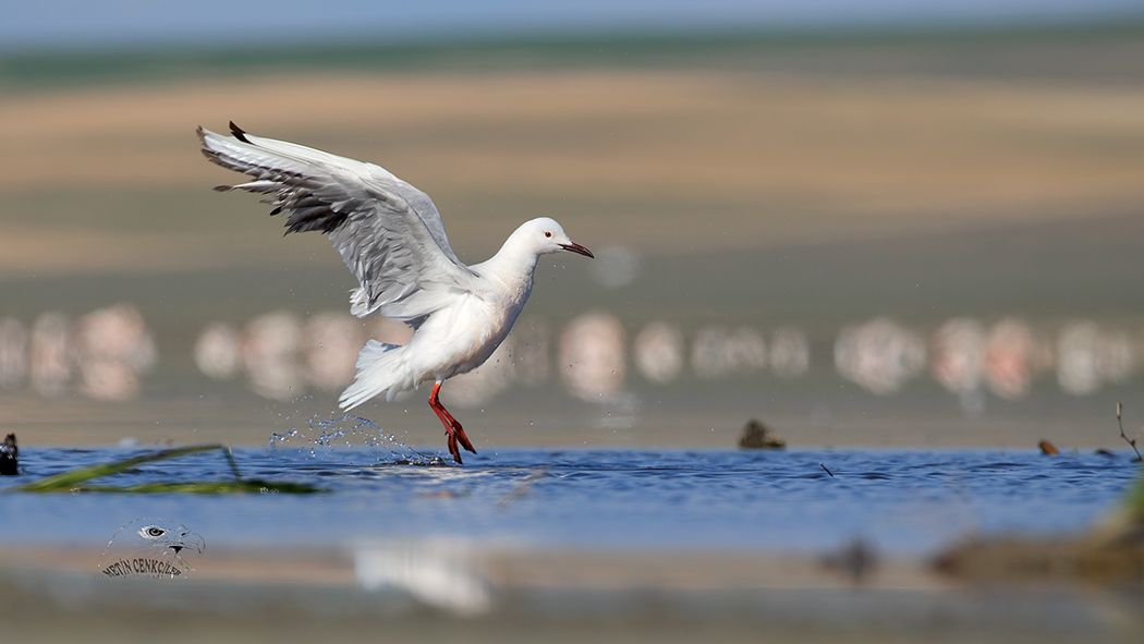 Slender-billed Gull