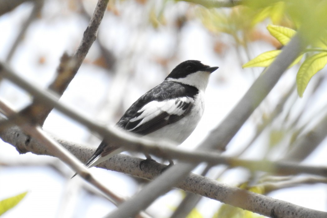 Semicollared Flycatcher