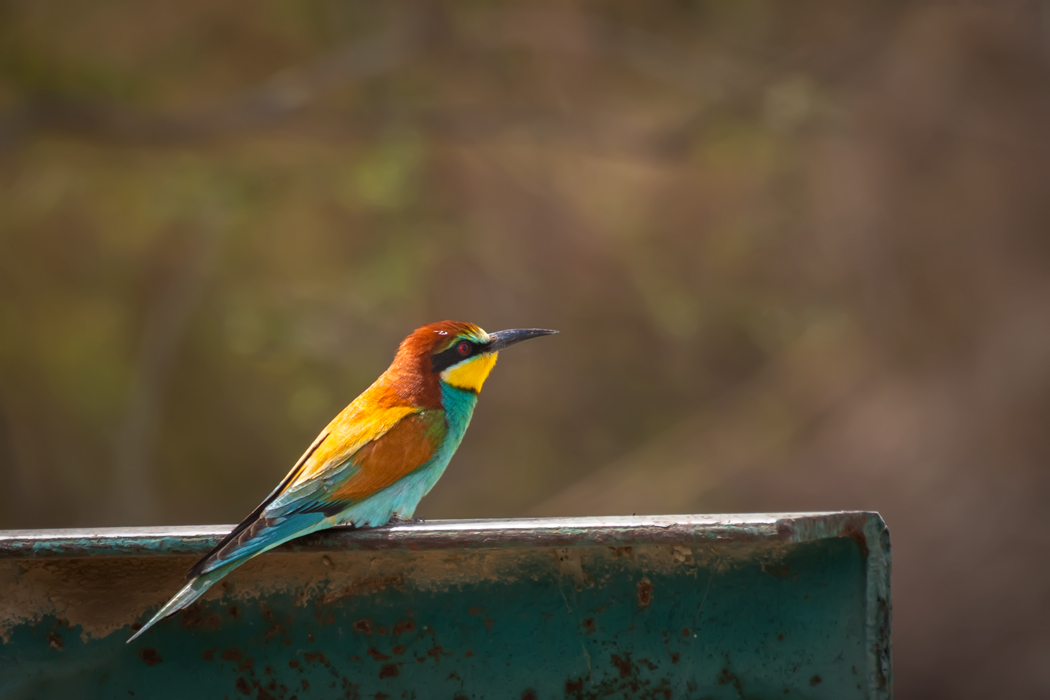 European Bee-eater