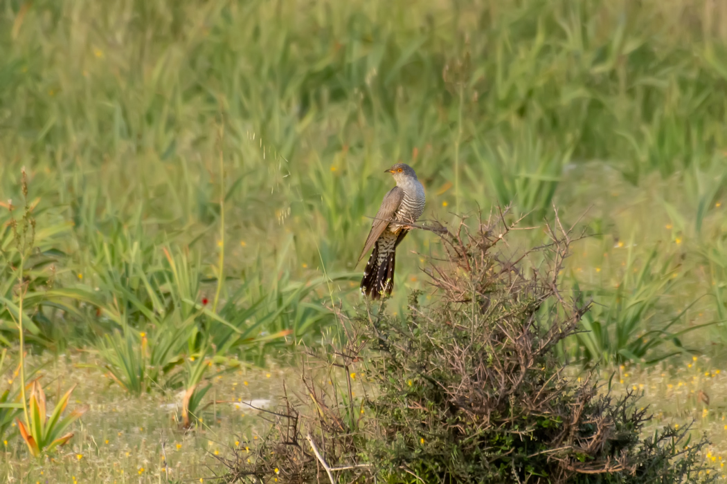 Common Cuckoo