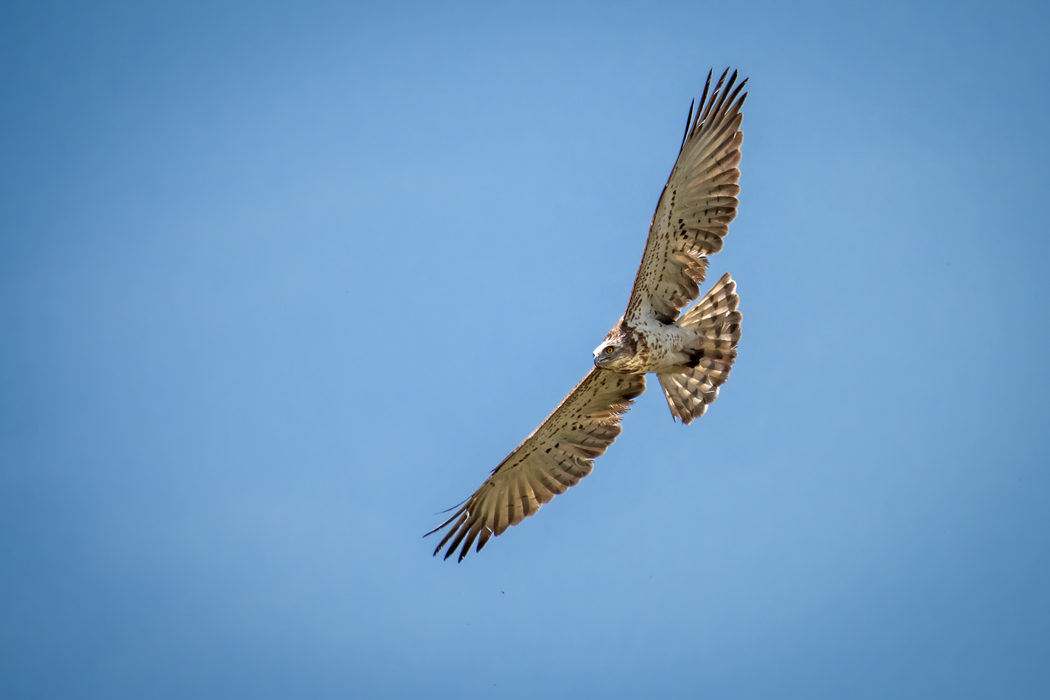 Short-toed Snake Eagle