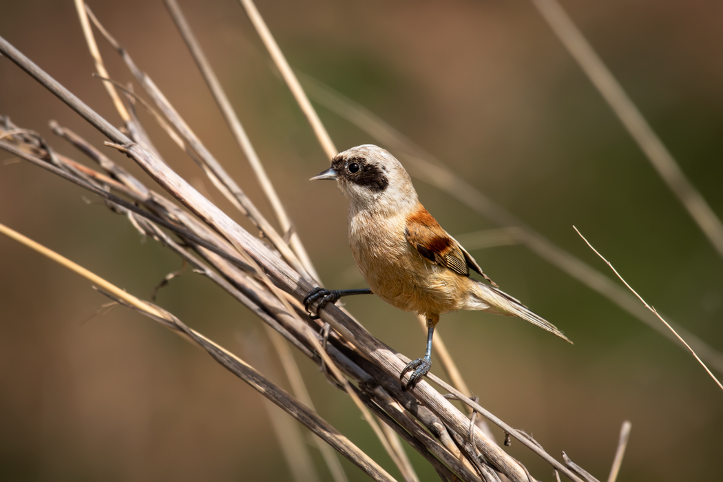 Eurasian Penduline Tit