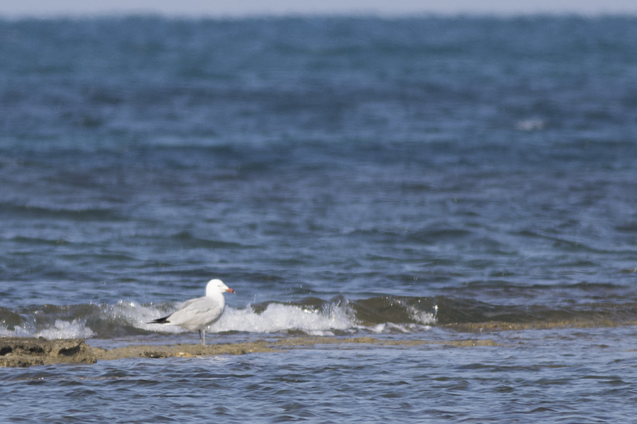 Audouin`s Gull