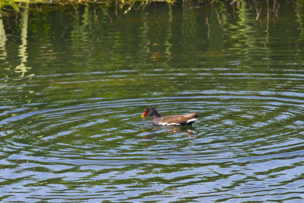 Common Moorhen