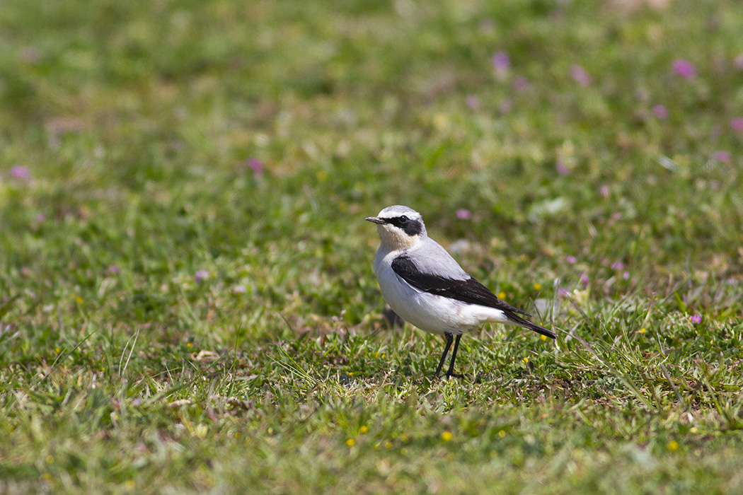 Northern Wheatear