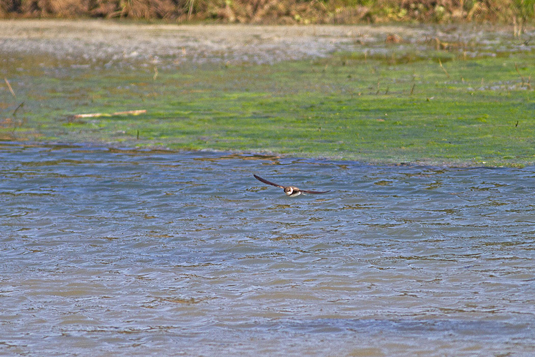 Sand Martin
