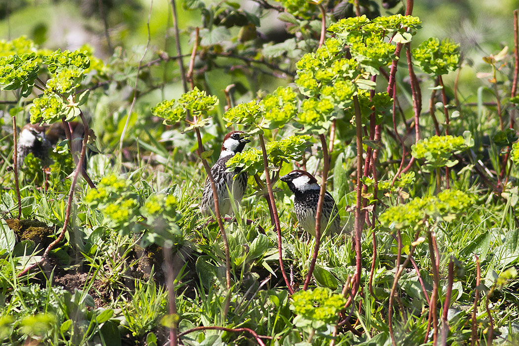 Spanish Sparrow