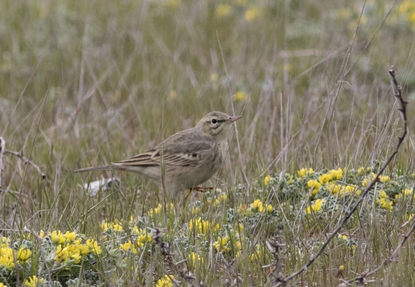 Tawny Pipit