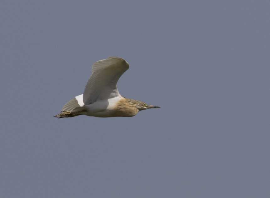 Squacco Heron