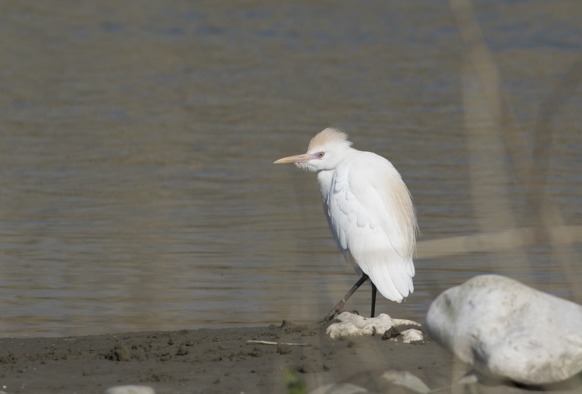 Western Cattle Egret