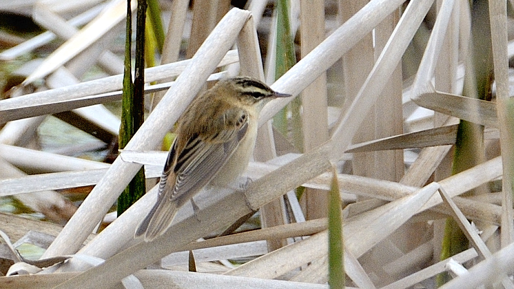 Sedge Warbler