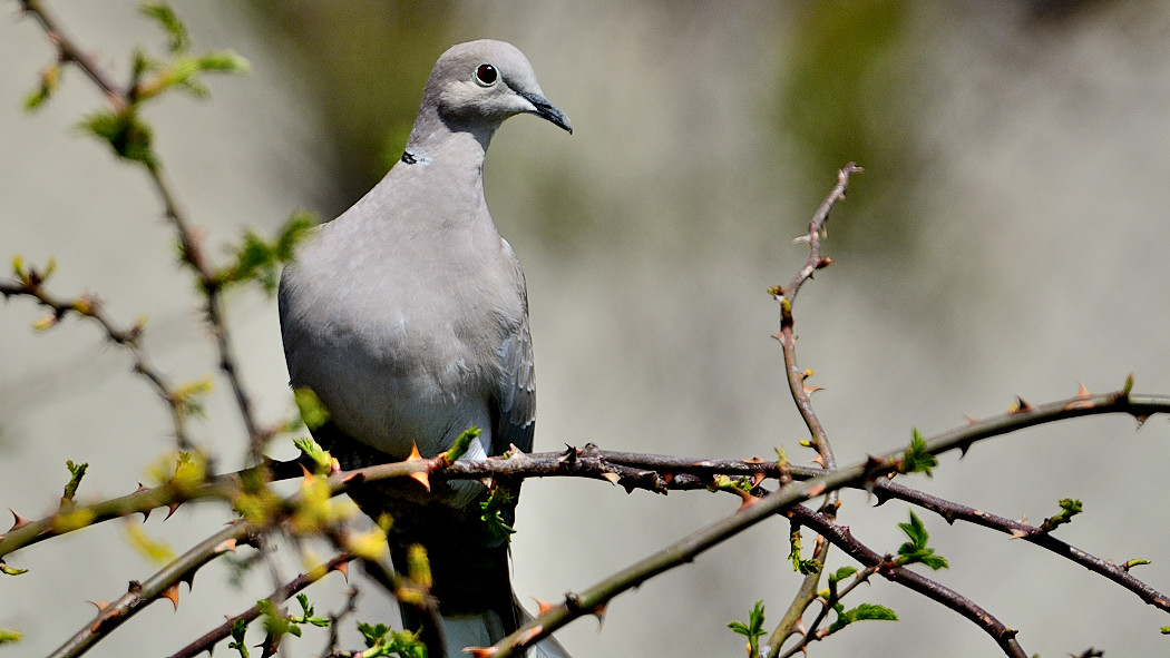 Eurasian Collared Dove