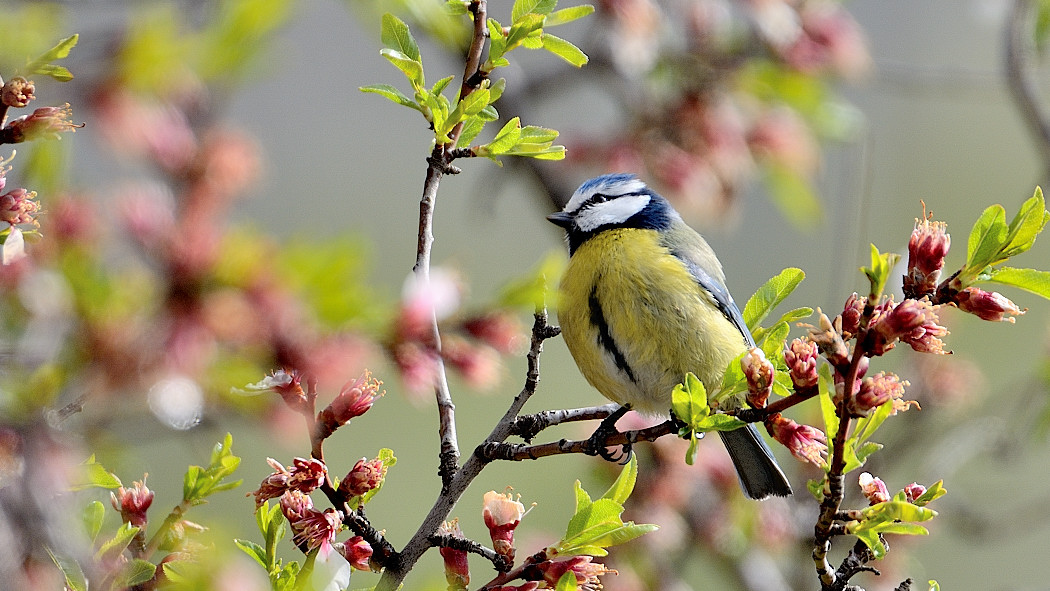 Eurasian Blue Tit