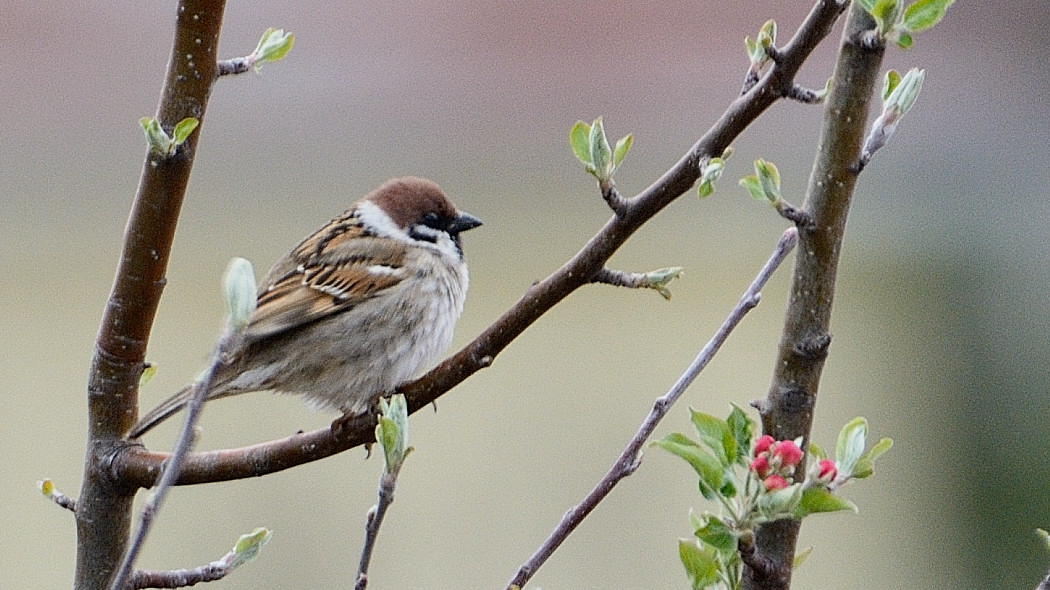 Eurasian Tree Sparrow