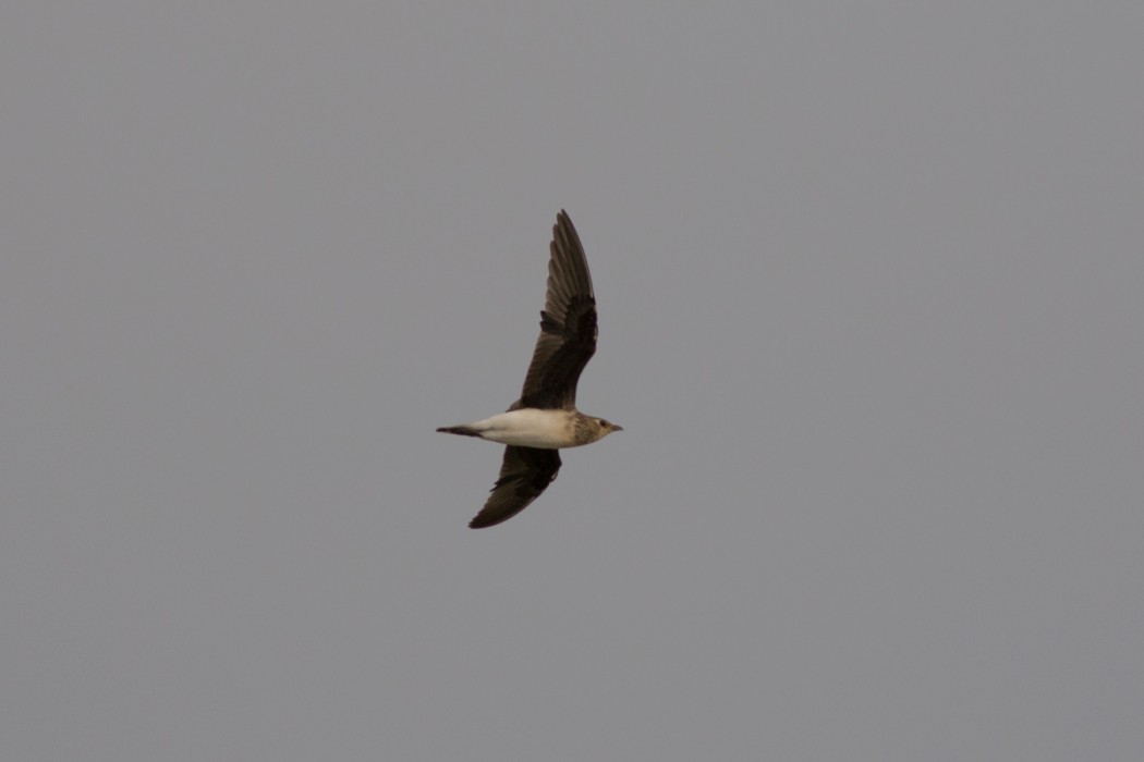 Black-winged Pratincole
