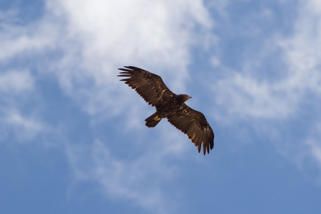 Steppe Eagle