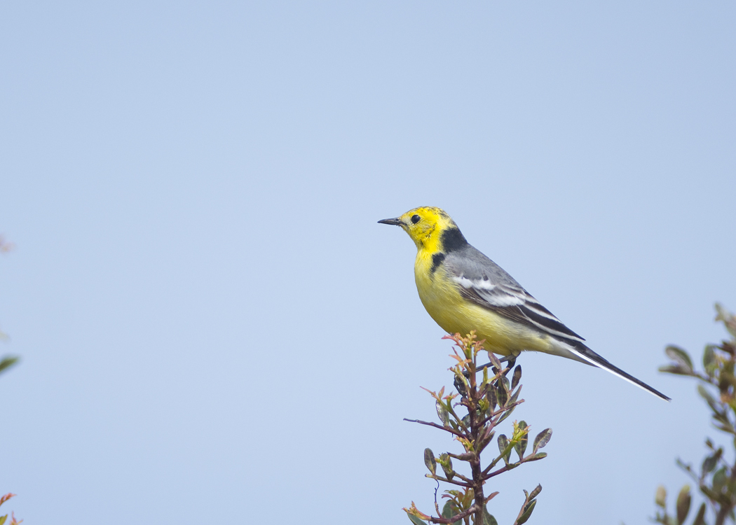 Citrine Wagtail