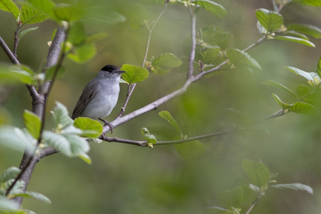 Eurasian Blackcap