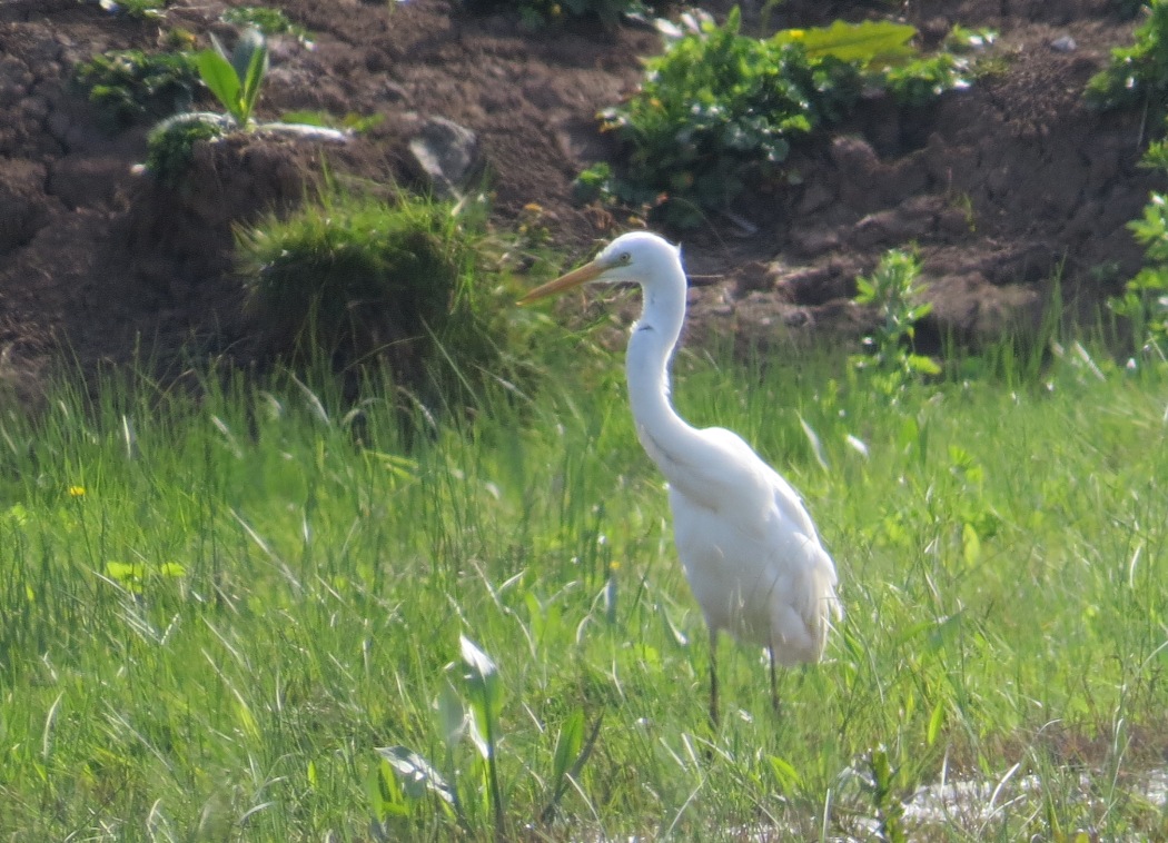 Great Egret