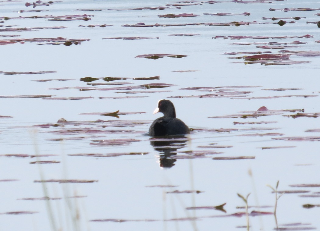 Eurasian Coot