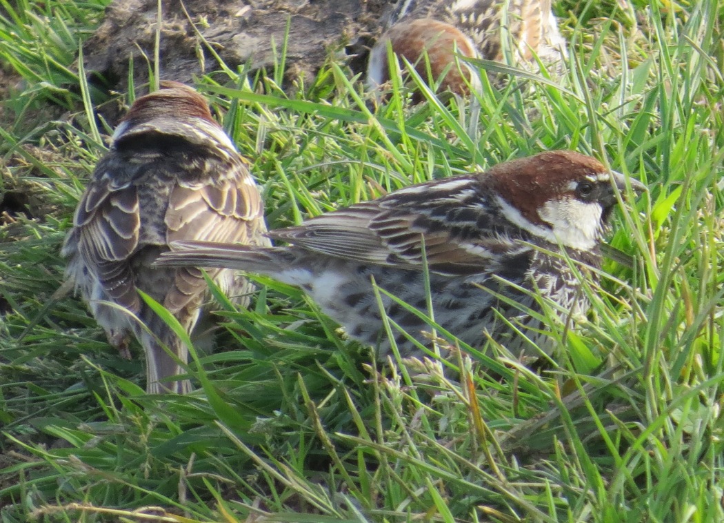 Spanish Sparrow