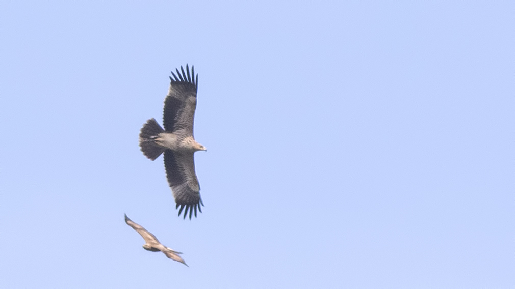 Eastern Imperial Eagle
