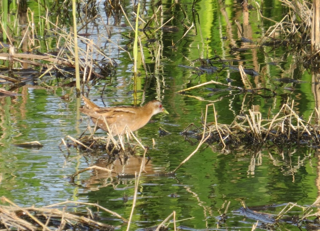 Little Crake