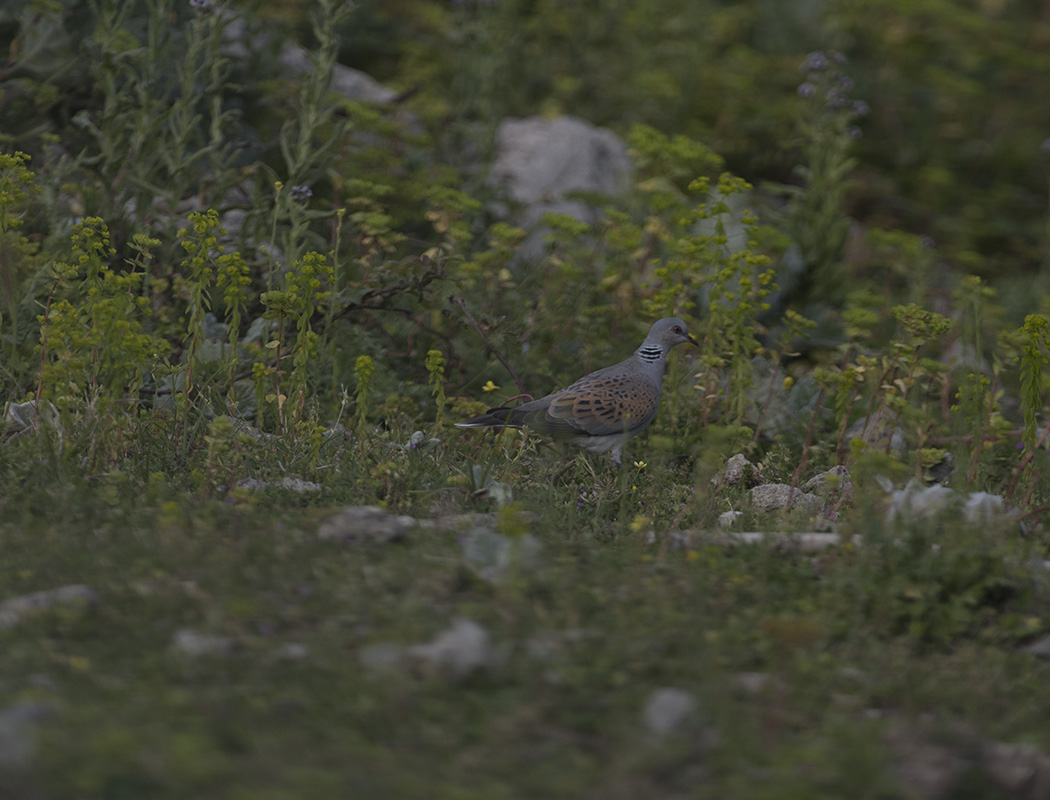 European Turtle Dove