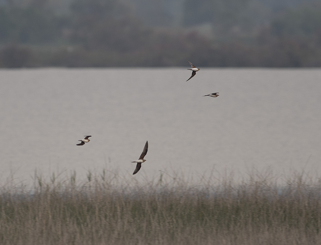 Collared Pratincole