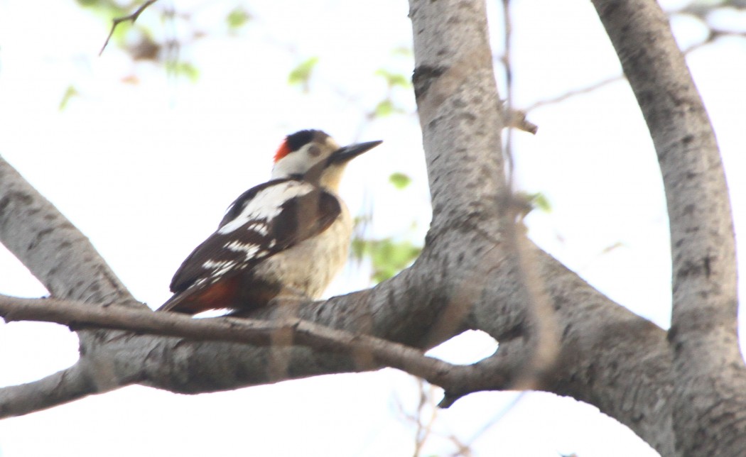 Syrian Woodpecker