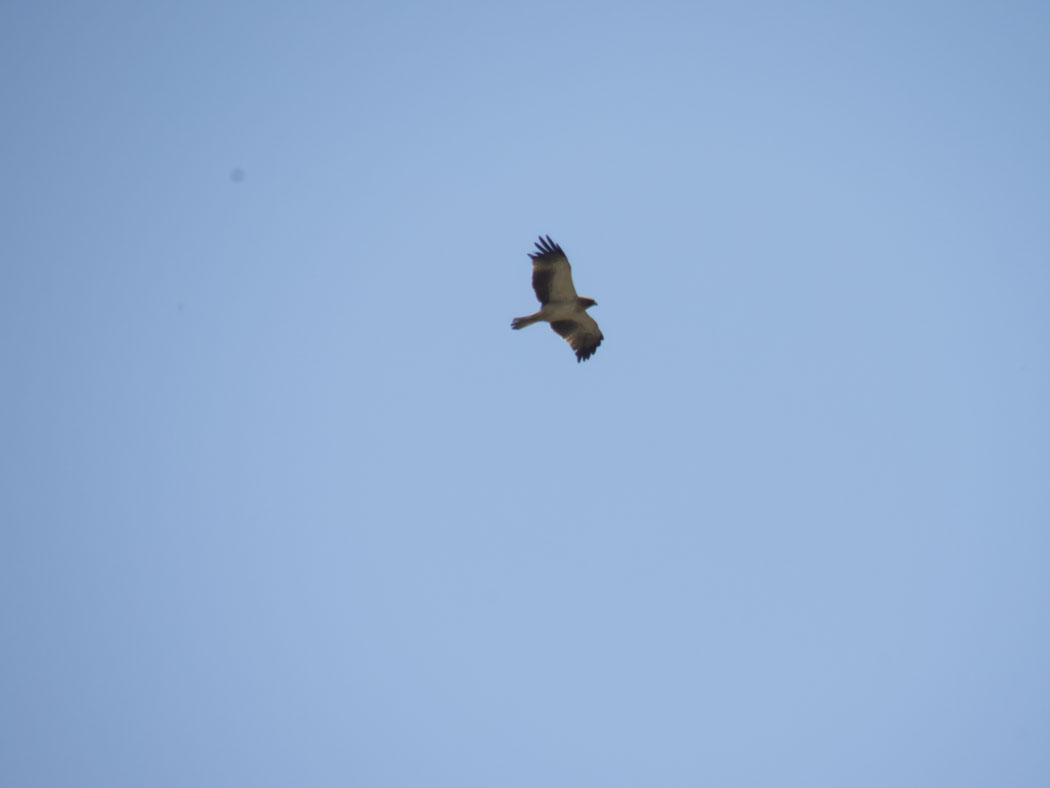 Booted Eagle