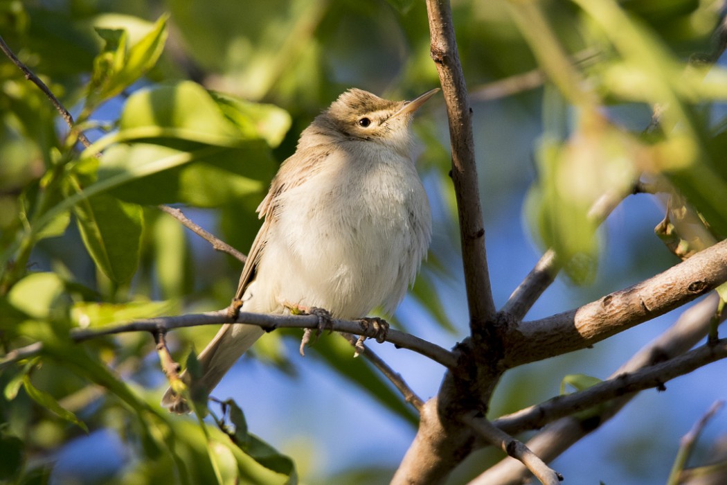 Eastern Olivaceous Warbler