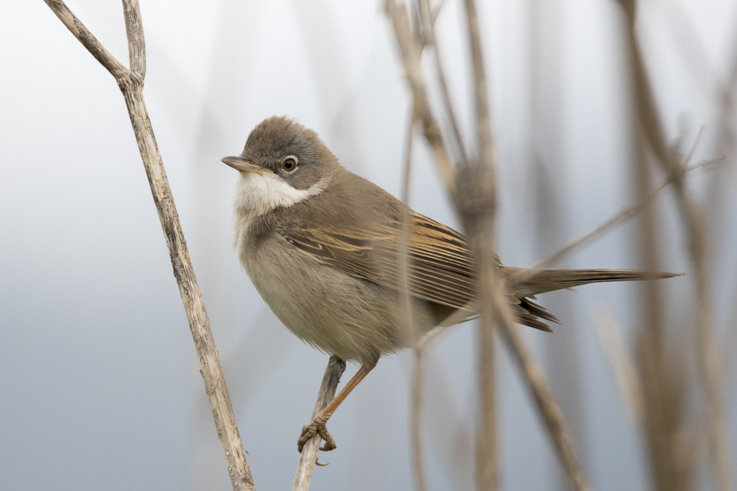 Common Whitethroat