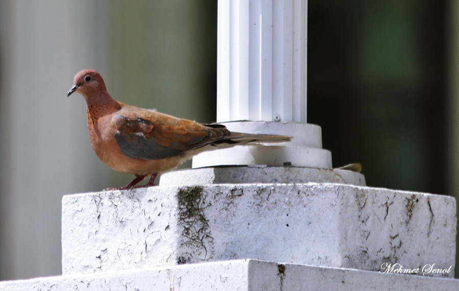 Laughing Dove