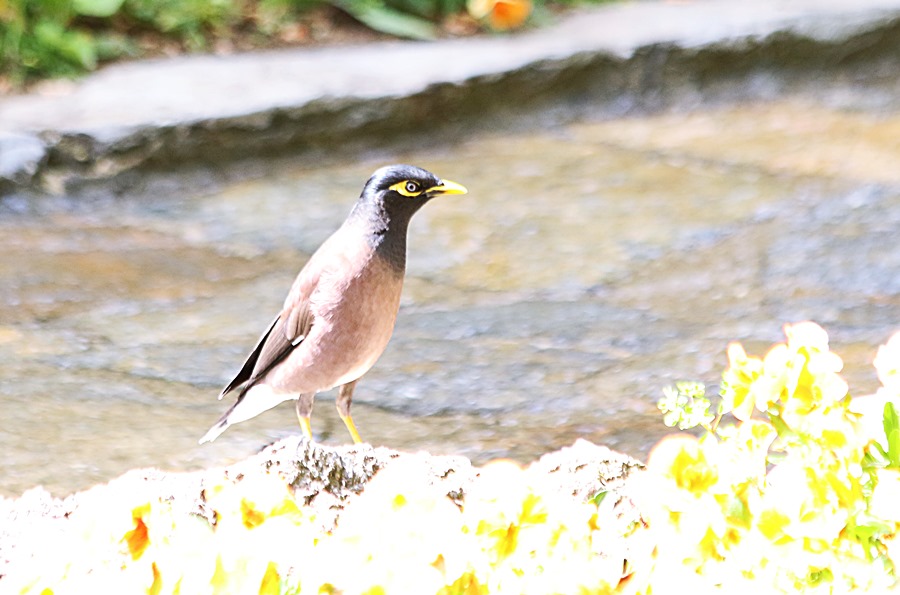 Common Myna