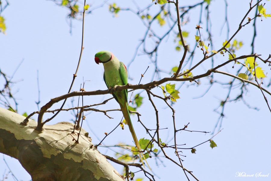 Alexandrine Parakeet