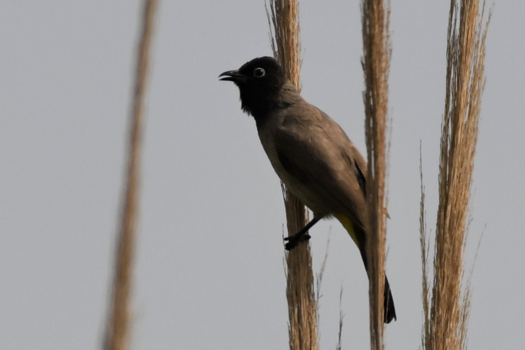 White-spectacled Bulbul