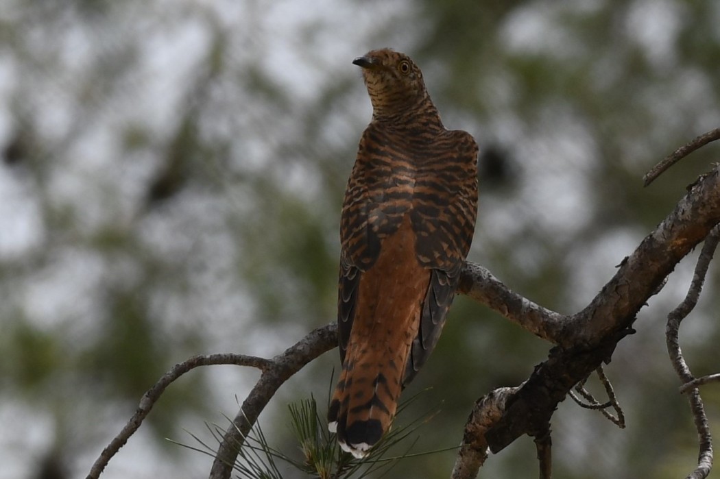Common Cuckoo