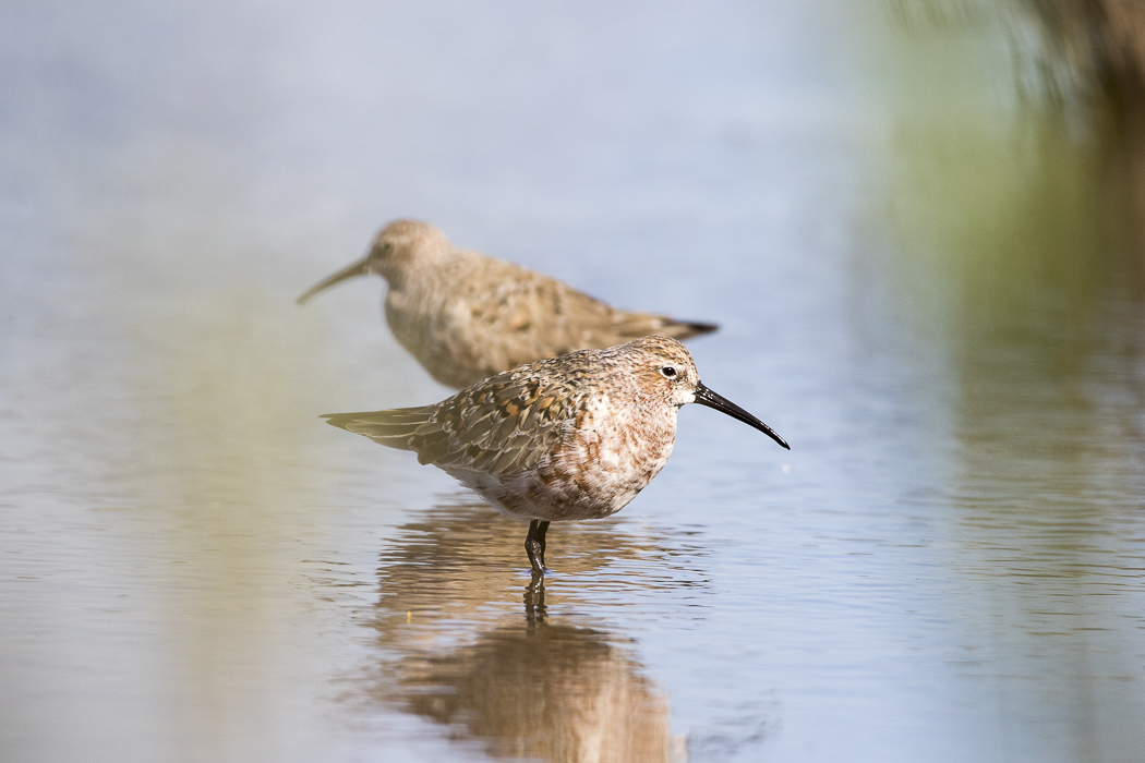Curlew Sandpiper