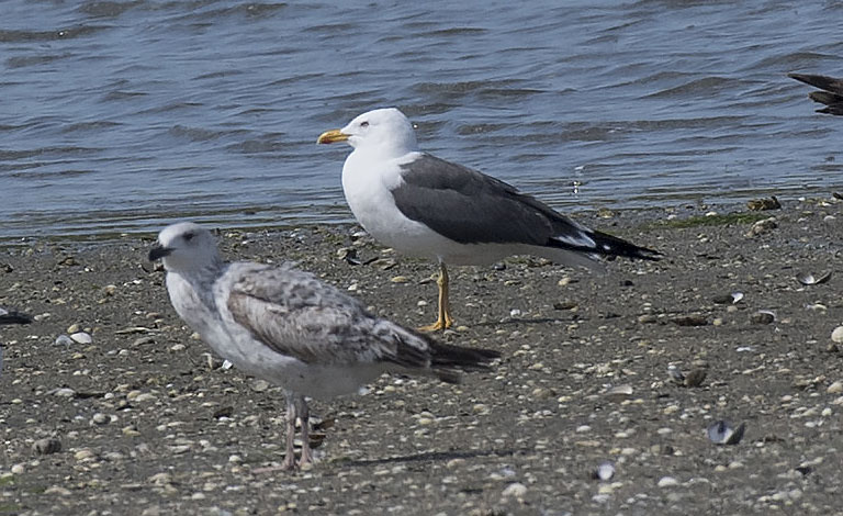 Lesser Black-backed Gull